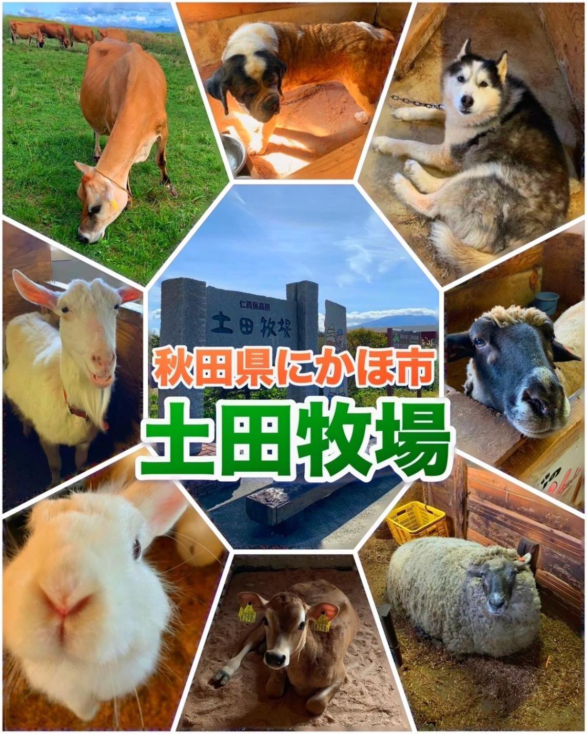 Hotel Dolphia-Adult Only 大仙市 エクステリア 写真
